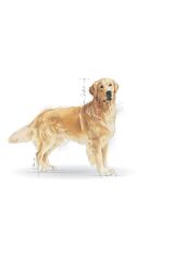 Royal Canin Golden Retriever Yetişkin Köpek Maması 12 Kg