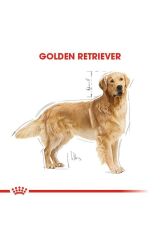 Royal Canin Golden Retriever Yetişkin Köpek Maması 12 Kg