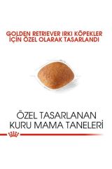 Royal Canin Golden Retriever Yetişkin Köpek Maması 12 Kg