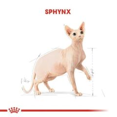 Royal Canin Sphynx Yetişkin Kedi Maması 2 KG