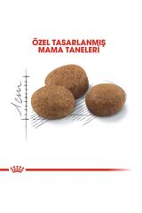 Royal Canin Regular Sterilised Yetişkin Kısırlaştırılmış Kedi Maması 7+ 3.5 Kg